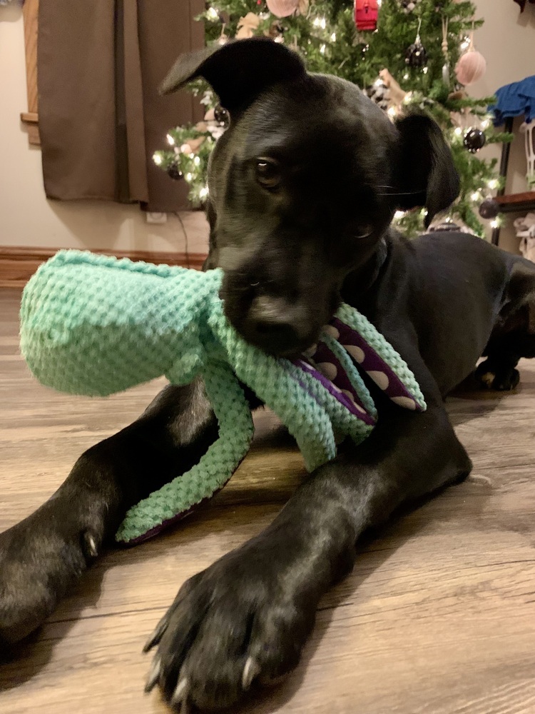 Sheriff (24-125 D), an adoptable Mixed Breed in Lansing, MI, 48910 | Photo Image 4
