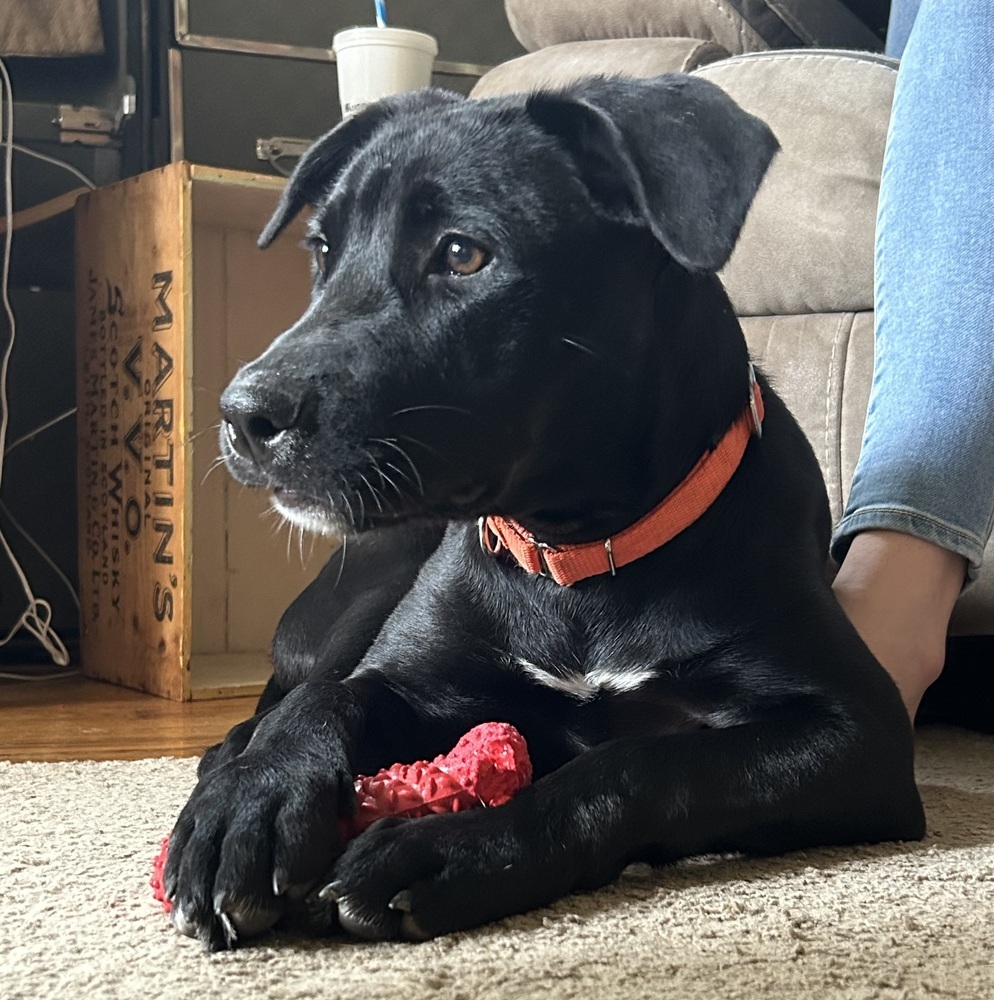 Sheriff (24-125 D), an adoptable Mixed Breed in Lansing, MI, 48910 | Photo Image 5