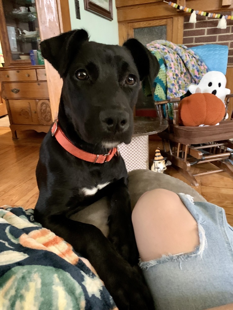 Sheriff (24-125 D), an adoptable Mixed Breed in Lansing, MI, 48910 | Photo Image 6