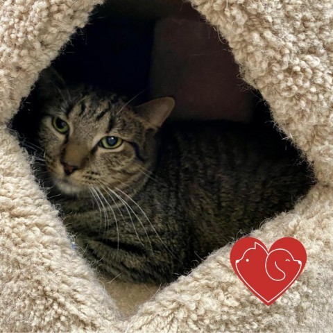 Hagrid, an adoptable Domestic Short Hair in Cheyenne, WY, 82007 | Photo Image 1