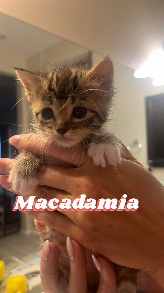 Macadamia, an adoptable Domestic Medium Hair in Gallup, NM, 87301 | Photo Image 5