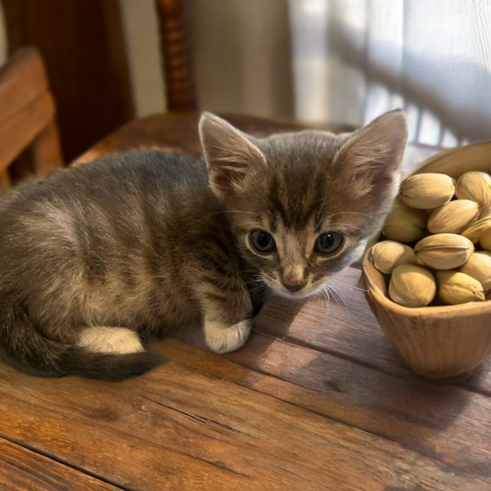 Pistachio, an adoptable Domestic Short Hair in Gallup, NM, 87301 | Photo Image 3