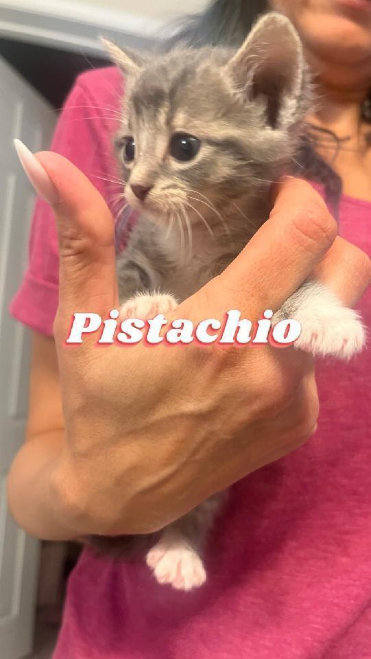 Pistachio, an adoptable Domestic Short Hair in Gallup, NM, 87301 | Photo Image 5