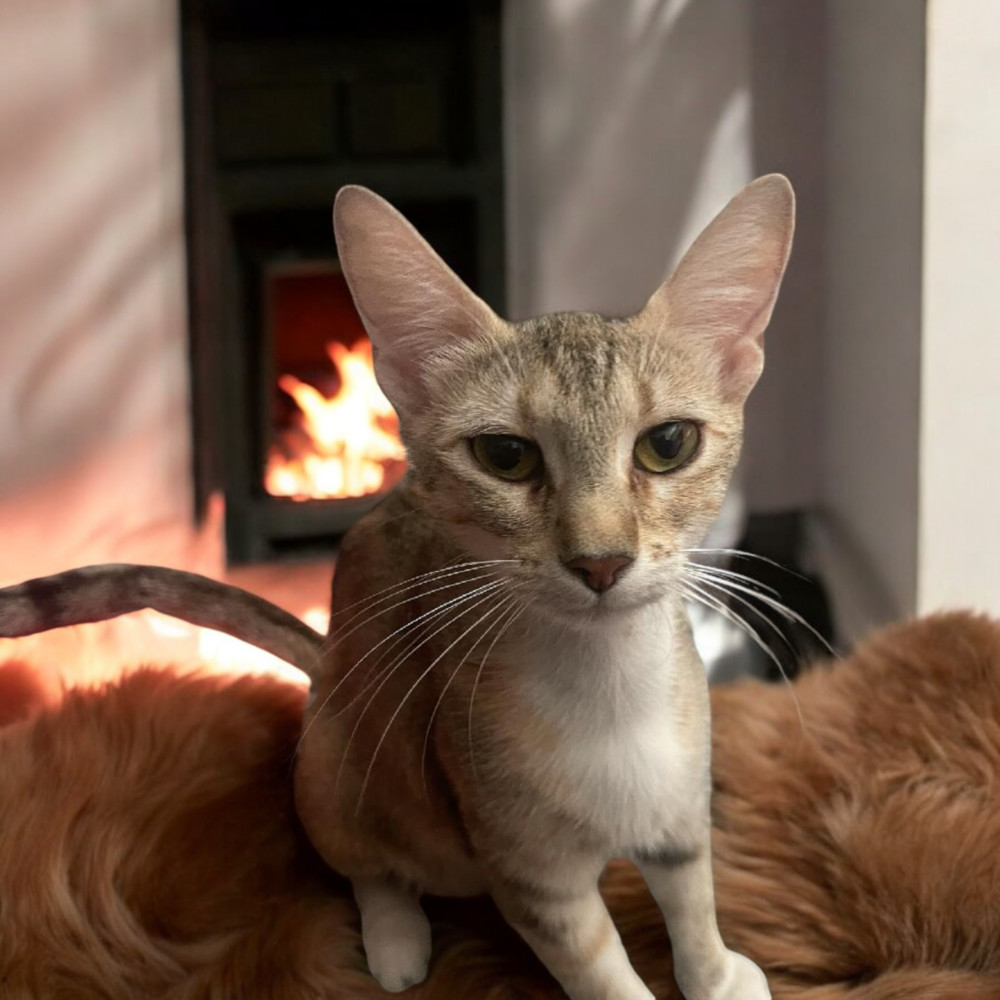 Whisper, an adoptable Abyssinian, Calico in Gallup, NM, 87301 | Photo Image 1