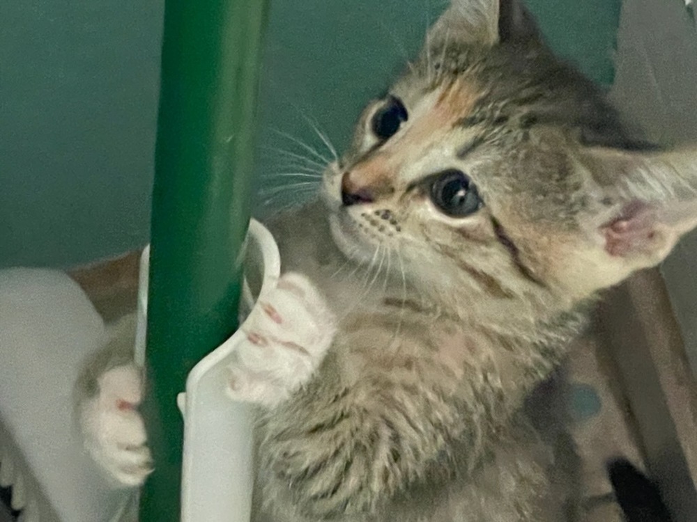 Wisp, an adoptable Domestic Short Hair in Gallup, NM, 87301 | Photo Image 3