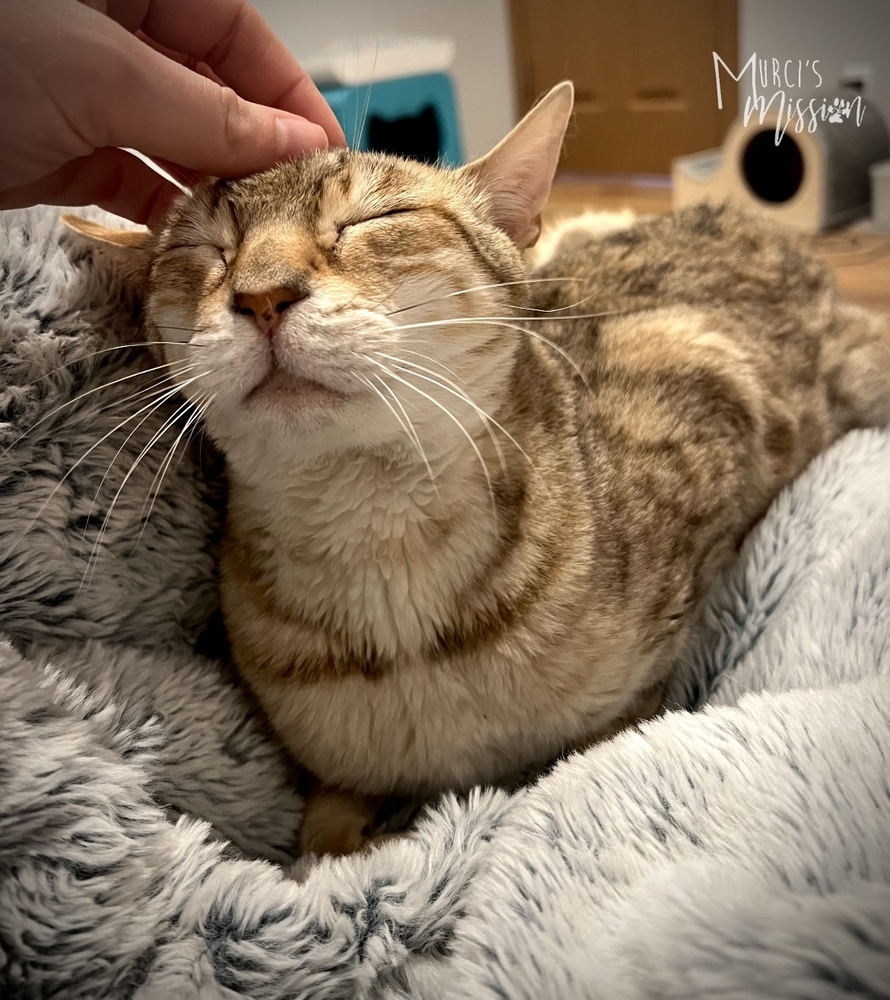 Audrey, an adoptable Bengal in Spokane , WA, 99209 | Photo Image 4