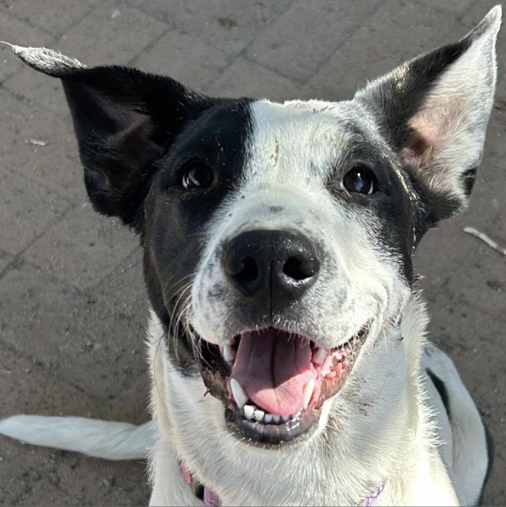 Chica, an adoptable Mixed Breed in Las Cruces, NM, 88012 | Photo Image 1