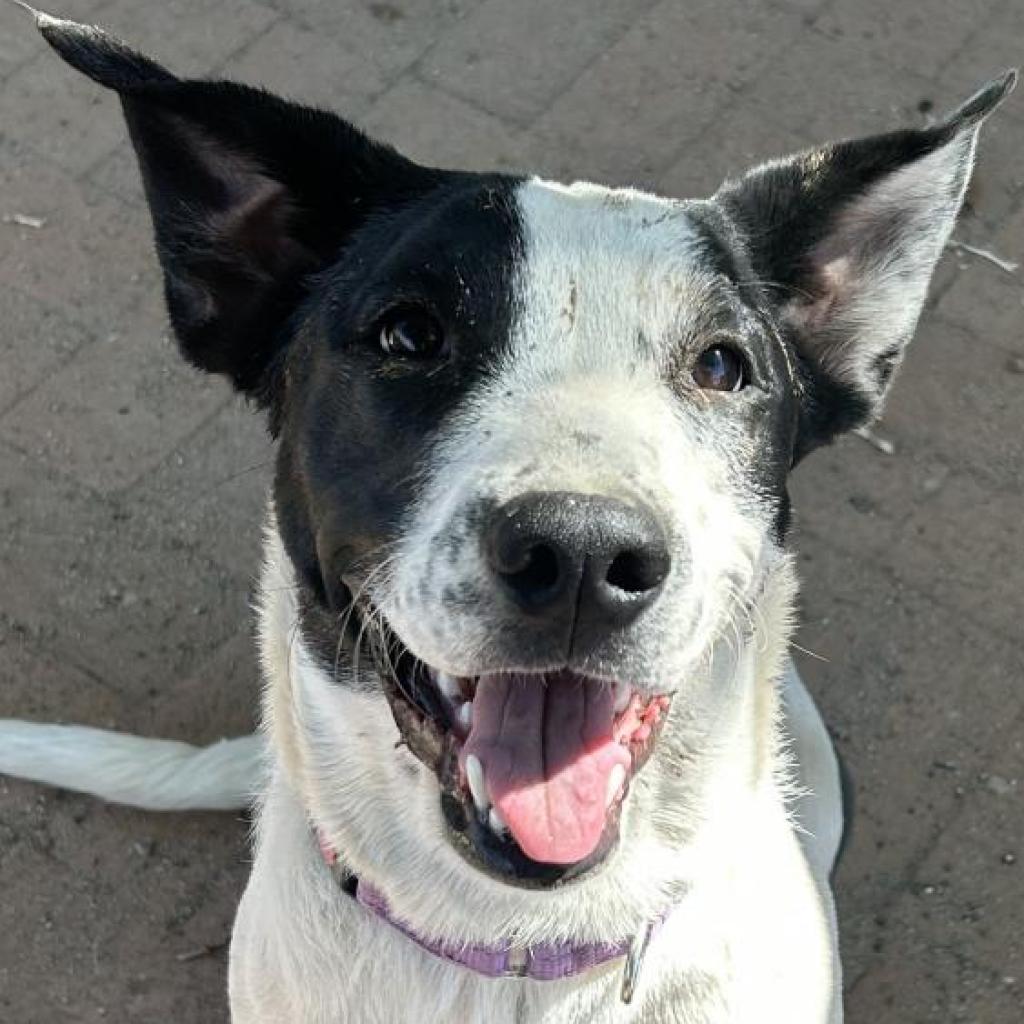 Chica, an adoptable Mixed Breed in Las Cruces, NM, 88012 | Photo Image 2