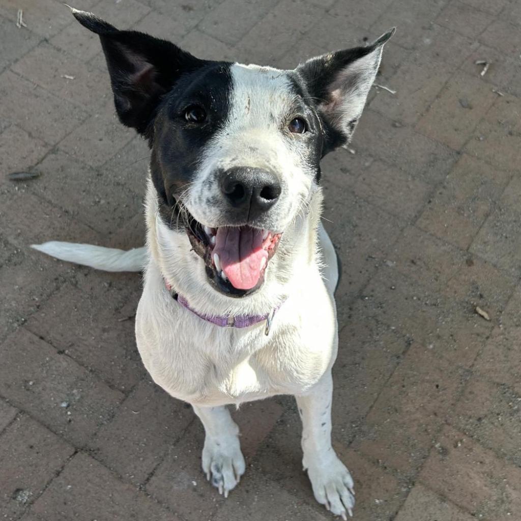 Chica, an adoptable Mixed Breed in Las Cruces, NM, 88012 | Photo Image 3