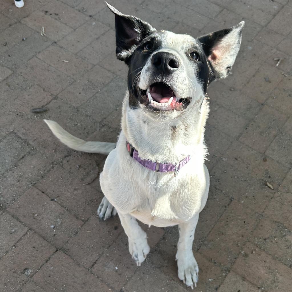 Chica, an adoptable Mixed Breed in Las Cruces, NM, 88012 | Photo Image 4