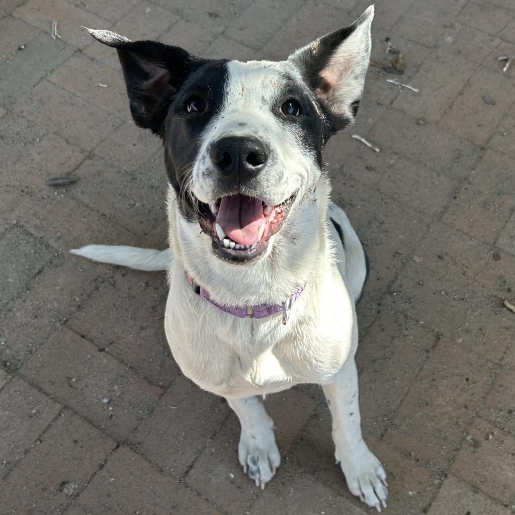 Chica, an adoptable Mixed Breed in Las Cruces, NM, 88012 | Photo Image 6