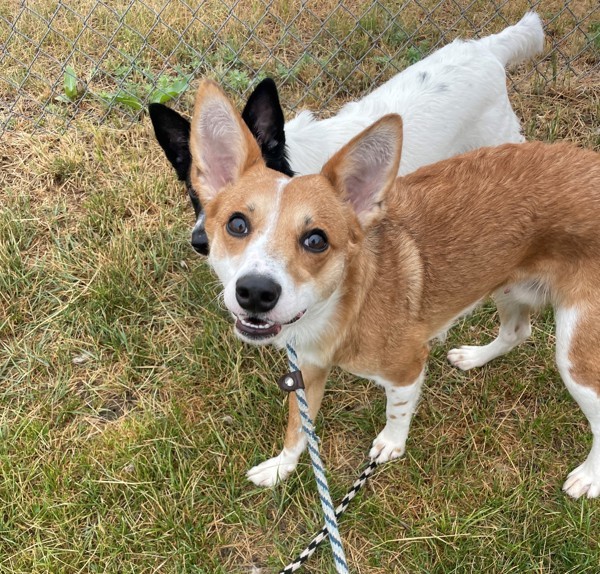 Roo, an adoptable Mixed Breed in Great Falls, MT, 59405 | Photo Image 1