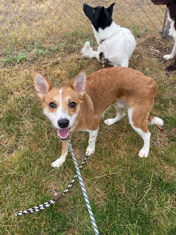 Roo, an adoptable Mixed Breed in Great Falls, MT, 59405 | Photo Image 2