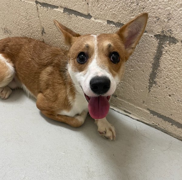 Roo, an adoptable Mixed Breed in Great Falls, MT, 59405 | Photo Image 3