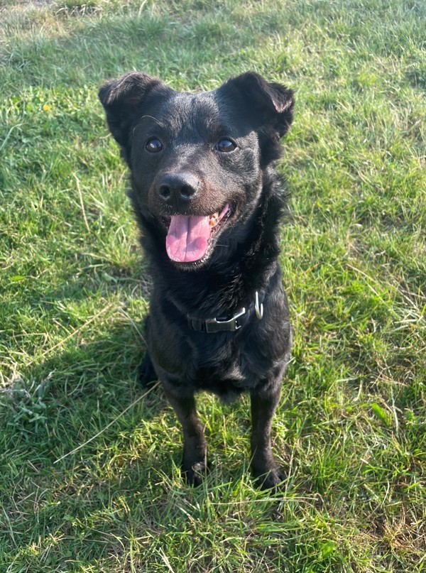 Dudley, an adoptable Mixed Breed in Great Falls, MT, 59405 | Photo Image 1