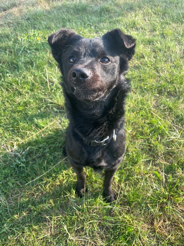 Dudley, an adoptable Mixed Breed in Great Falls, MT, 59405 | Photo Image 2