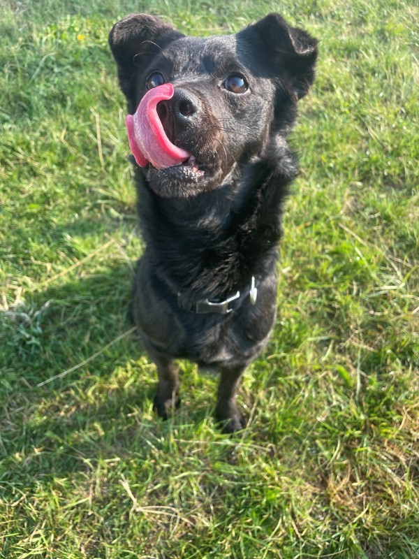 Dudley, an adoptable Mixed Breed in Great Falls, MT, 59405 | Photo Image 3