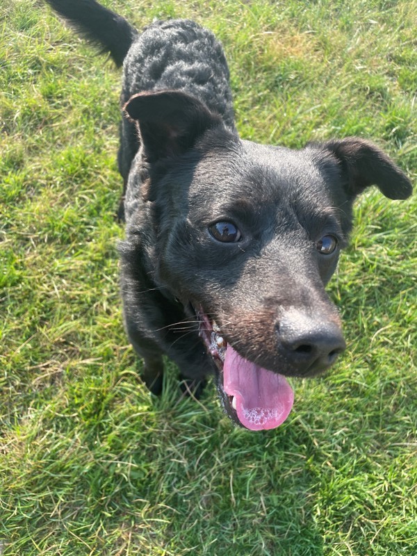 Dudley, an adoptable Mixed Breed in Great Falls, MT, 59405 | Photo Image 4