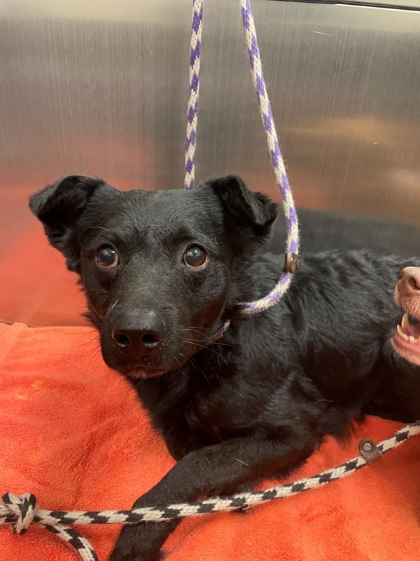 Dudley, an adoptable Mixed Breed in Great Falls, MT, 59405 | Photo Image 5