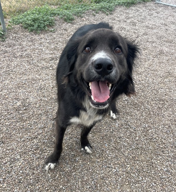 Ziggy, an adoptable Mixed Breed in Great Falls, MT, 59405 | Photo Image 1