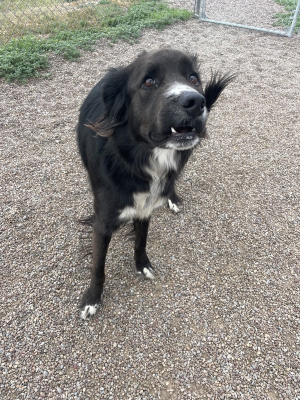 Ziggy, an adoptable Mixed Breed in Great Falls, MT, 59405 | Photo Image 2