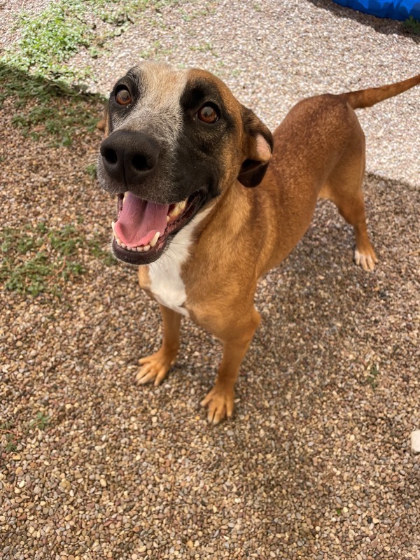 Lily, an adoptable Mixed Breed in Great Falls, MT, 59405 | Photo Image 1