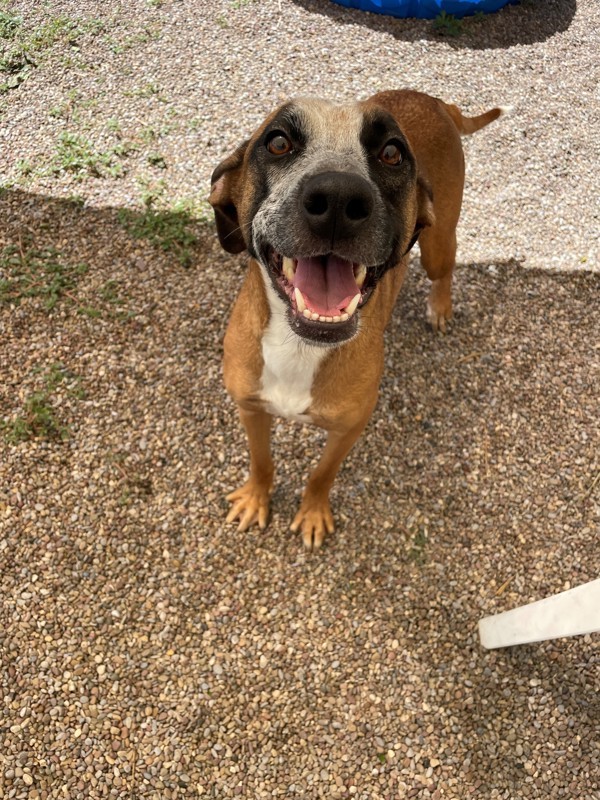 Lily, an adoptable Mixed Breed in Great Falls, MT, 59405 | Photo Image 2