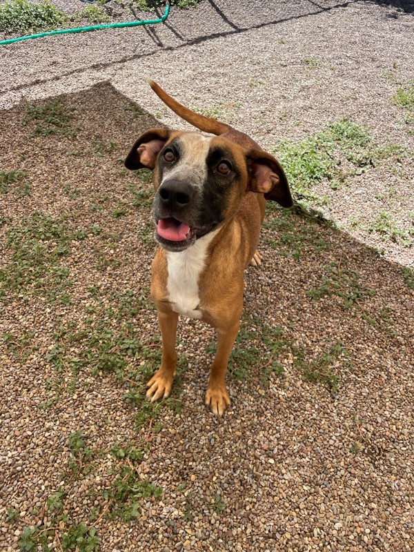 Lily, an adoptable Mixed Breed in Great Falls, MT, 59405 | Photo Image 3