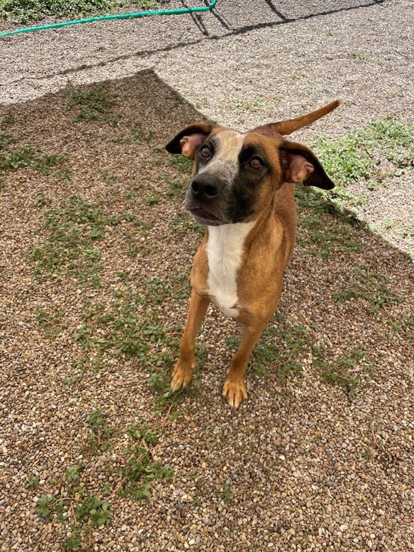 Lily, an adoptable Mixed Breed in Great Falls, MT, 59405 | Photo Image 4