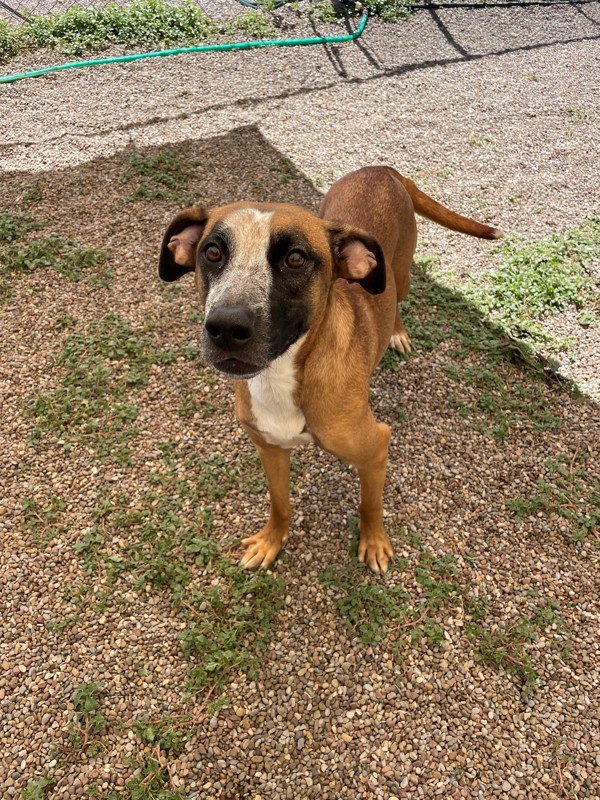 Lily, an adoptable Mixed Breed in Great Falls, MT, 59405 | Photo Image 5