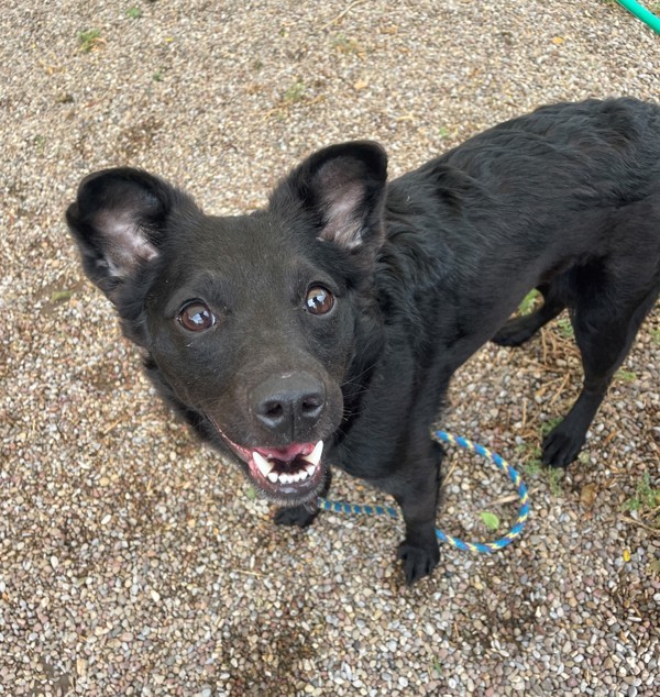 Rita, an adoptable Mixed Breed in Great Falls, MT, 59405 | Photo Image 1