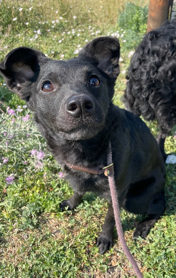 Rita, an adoptable Mixed Breed in Great Falls, MT, 59405 | Photo Image 2