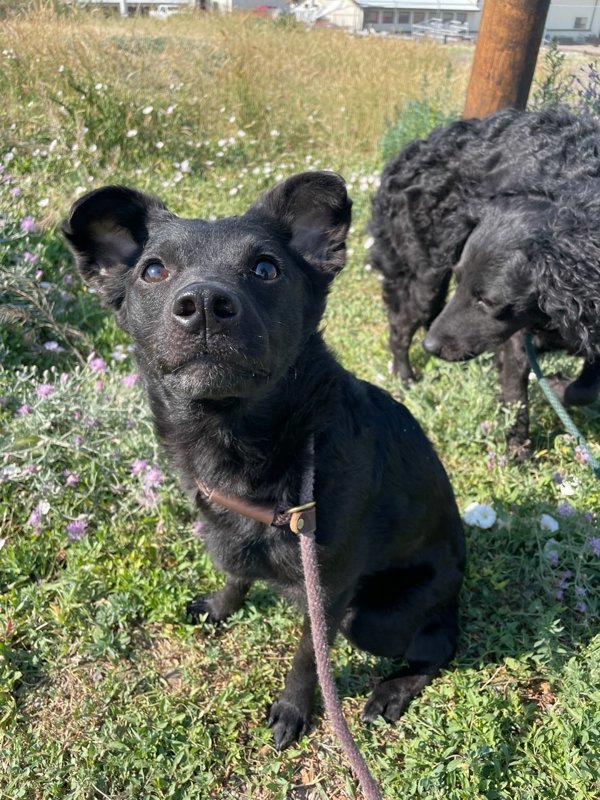 Rita, an adoptable Mixed Breed in Great Falls, MT, 59405 | Photo Image 3