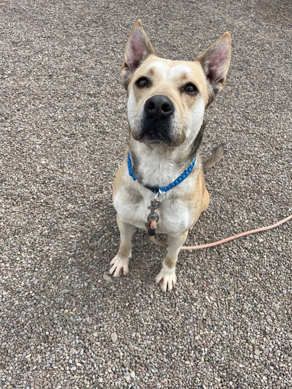 Velma, an adoptable Mixed Breed in Great Falls, MT, 59405 | Photo Image 3