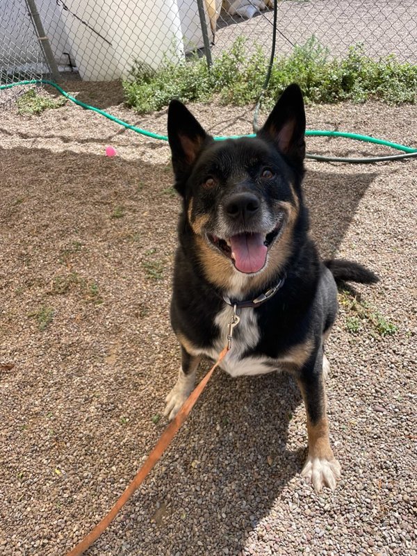 Denver, an adoptable Mixed Breed in Great Falls, MT, 59405 | Photo Image 3