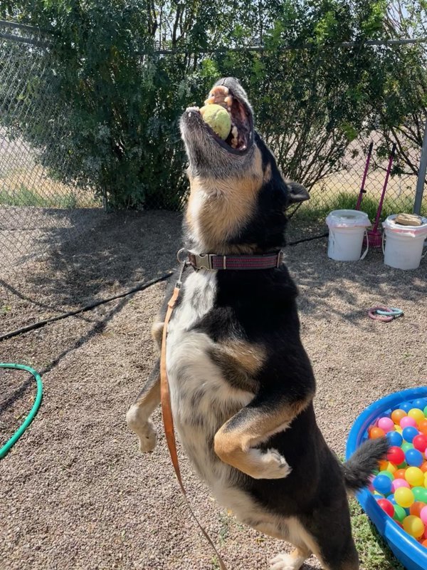 Denver, an adoptable Mixed Breed in Great Falls, MT, 59405 | Photo Image 4