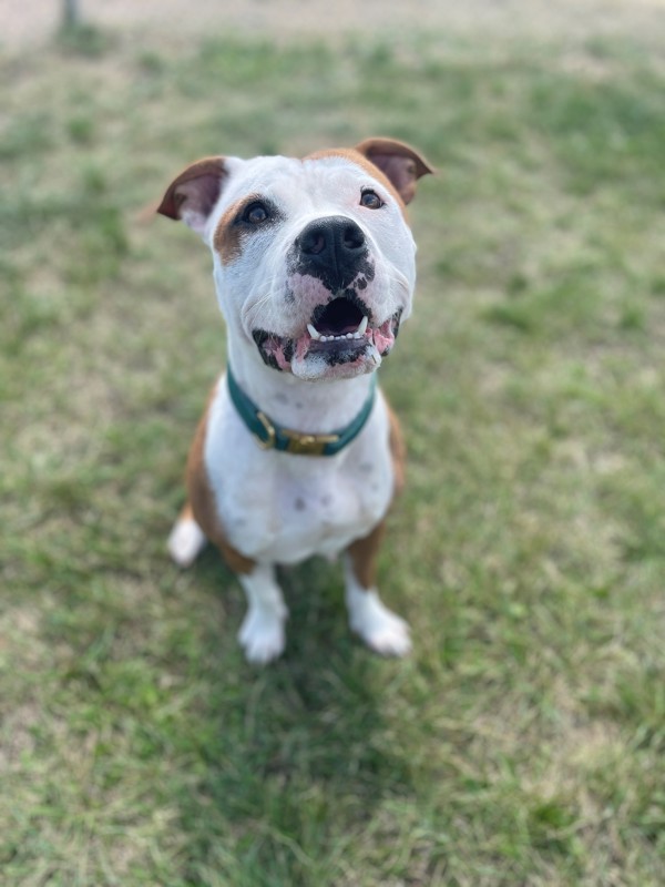 Purdy, an adoptable Mixed Breed in Great Falls, MT, 59405 | Photo Image 1