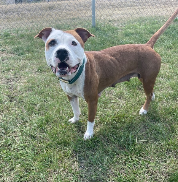 Purdy, an adoptable Mixed Breed in Great Falls, MT, 59405 | Photo Image 2