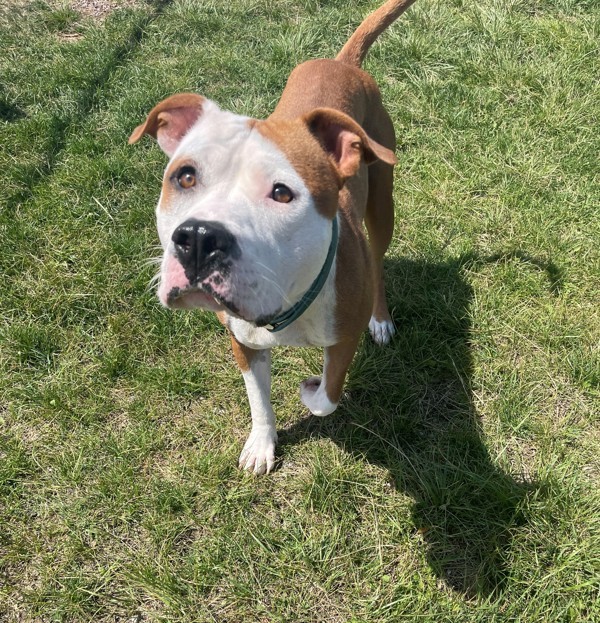 Purdy, an adoptable Mixed Breed in Great Falls, MT, 59405 | Photo Image 3