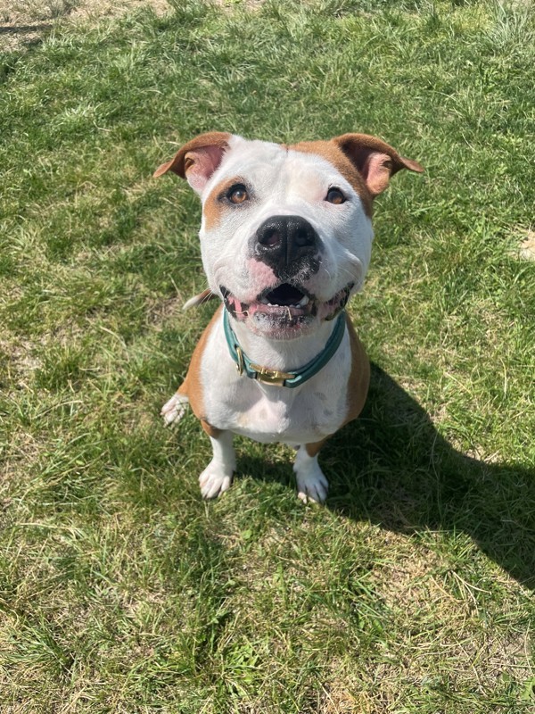 Purdy, an adoptable Mixed Breed in Great Falls, MT, 59405 | Photo Image 4