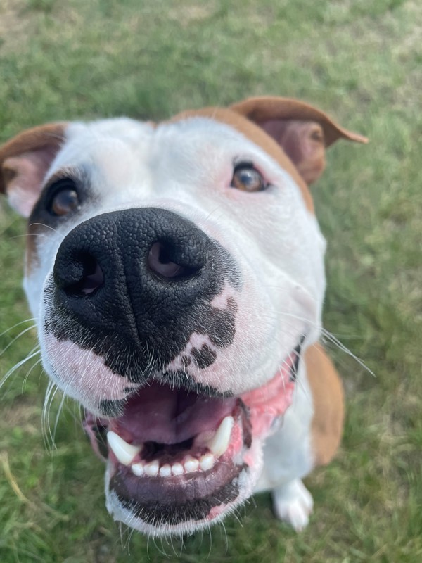 Purdy, an adoptable Mixed Breed in Great Falls, MT, 59405 | Photo Image 5