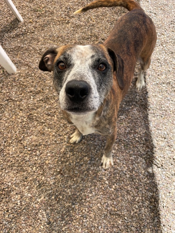 Daisy, an adoptable Mixed Breed in Great Falls, MT, 59405 | Photo Image 1