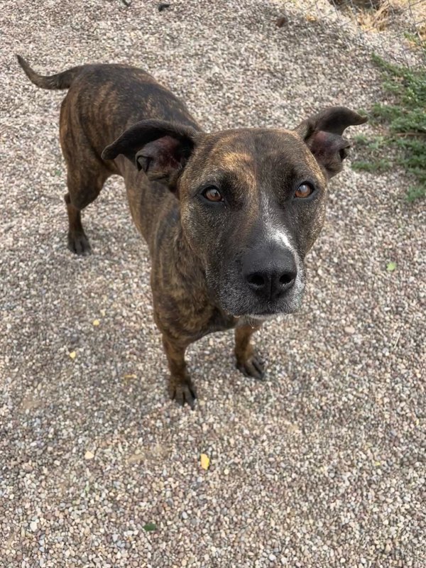 Riah, an adoptable Mixed Breed in Great Falls, MT, 59405 | Photo Image 1