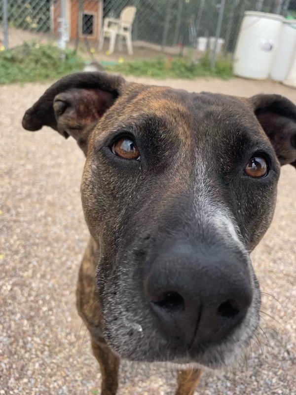 Riah, an adoptable Mixed Breed in Great Falls, MT, 59405 | Photo Image 2