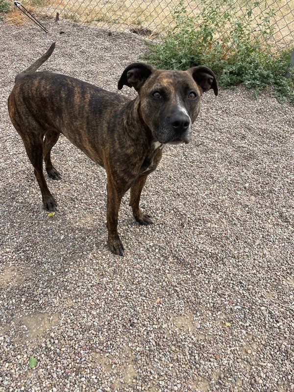 Riah, an adoptable Mixed Breed in Great Falls, MT, 59405 | Photo Image 3