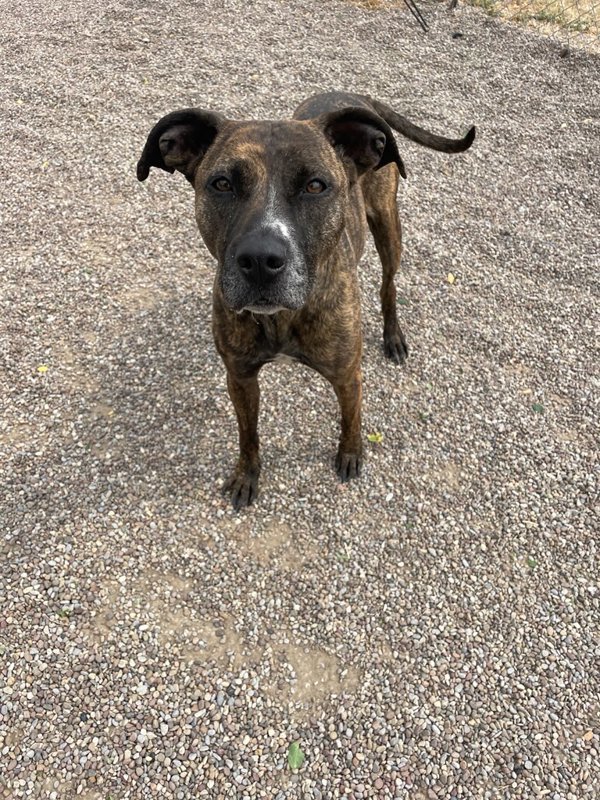 Riah, an adoptable Mixed Breed in Great Falls, MT, 59405 | Photo Image 4