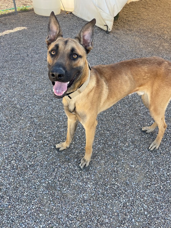 Anakin, an adoptable Mixed Breed in Great Falls, MT, 59405 | Photo Image 1