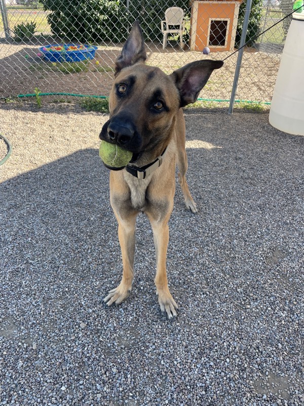 Anakin, an adoptable Mixed Breed in Great Falls, MT, 59405 | Photo Image 2