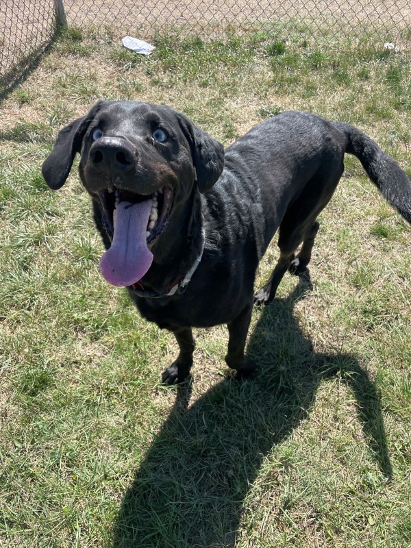 Buster, an adoptable Mixed Breed in Great Falls, MT, 59405 | Photo Image 2