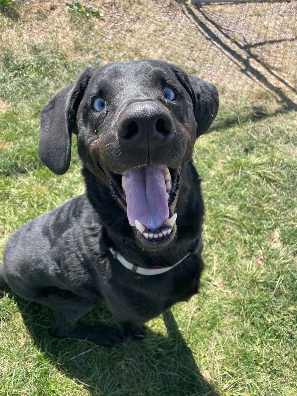 Buster, an adoptable Mixed Breed in Great Falls, MT, 59405 | Photo Image 3